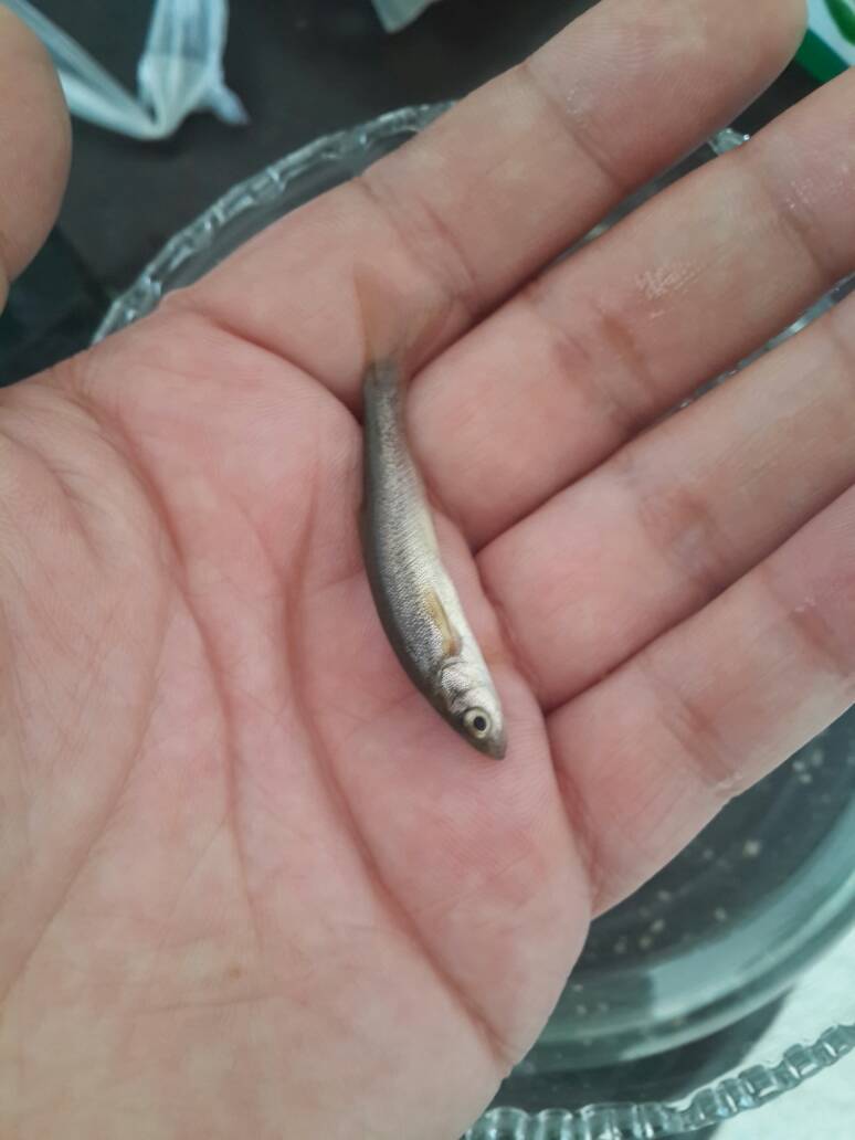 北方这种河里的小鱼叫什么名字?最好是学名.