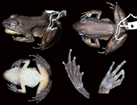 直接生蝌蚪:科学家发现奇怪的新青蛙| 果壳 科技有意思