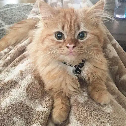 他们把这只喵星人从收容所带回家后,这小猫居然高兴到一直这样微笑着!