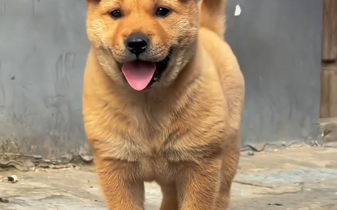 中华田园犬之黄狗白面你爱了吗?#中华田园犬 #我家的小土狗 #狗狗