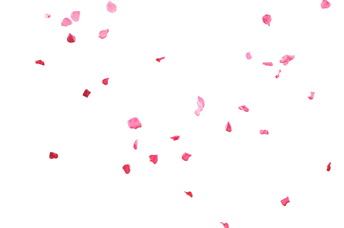 花瓣飞图片大全