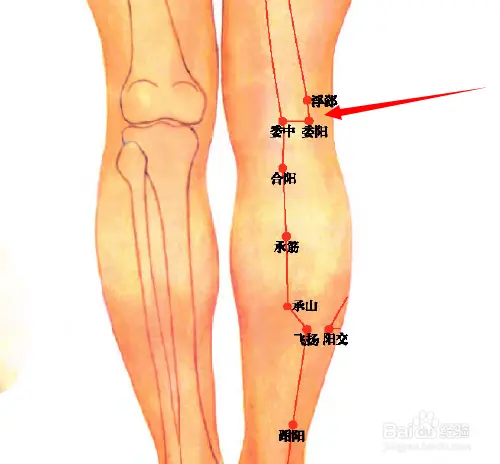 足太阳膀胱经下肢