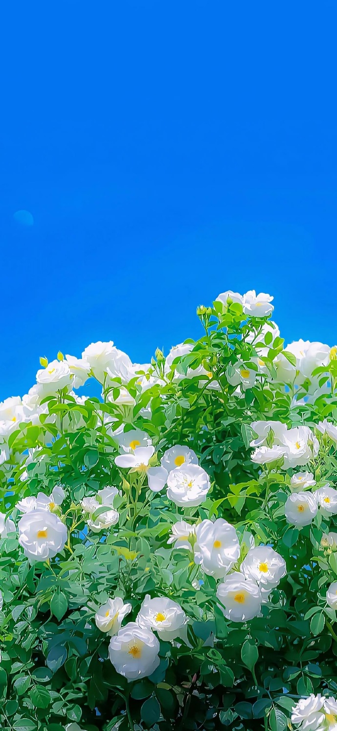 朋友圈文案##日常文案##微信状态背景图##小众壁纸##朋友圈背景图