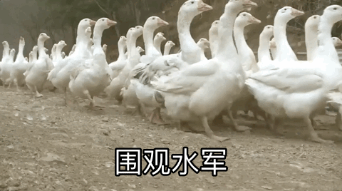 今天的鹅组(八组鹅专用表情包更新ing)