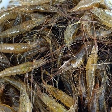 野生河虾 草虾 淡水虾 新鲜捕捞
