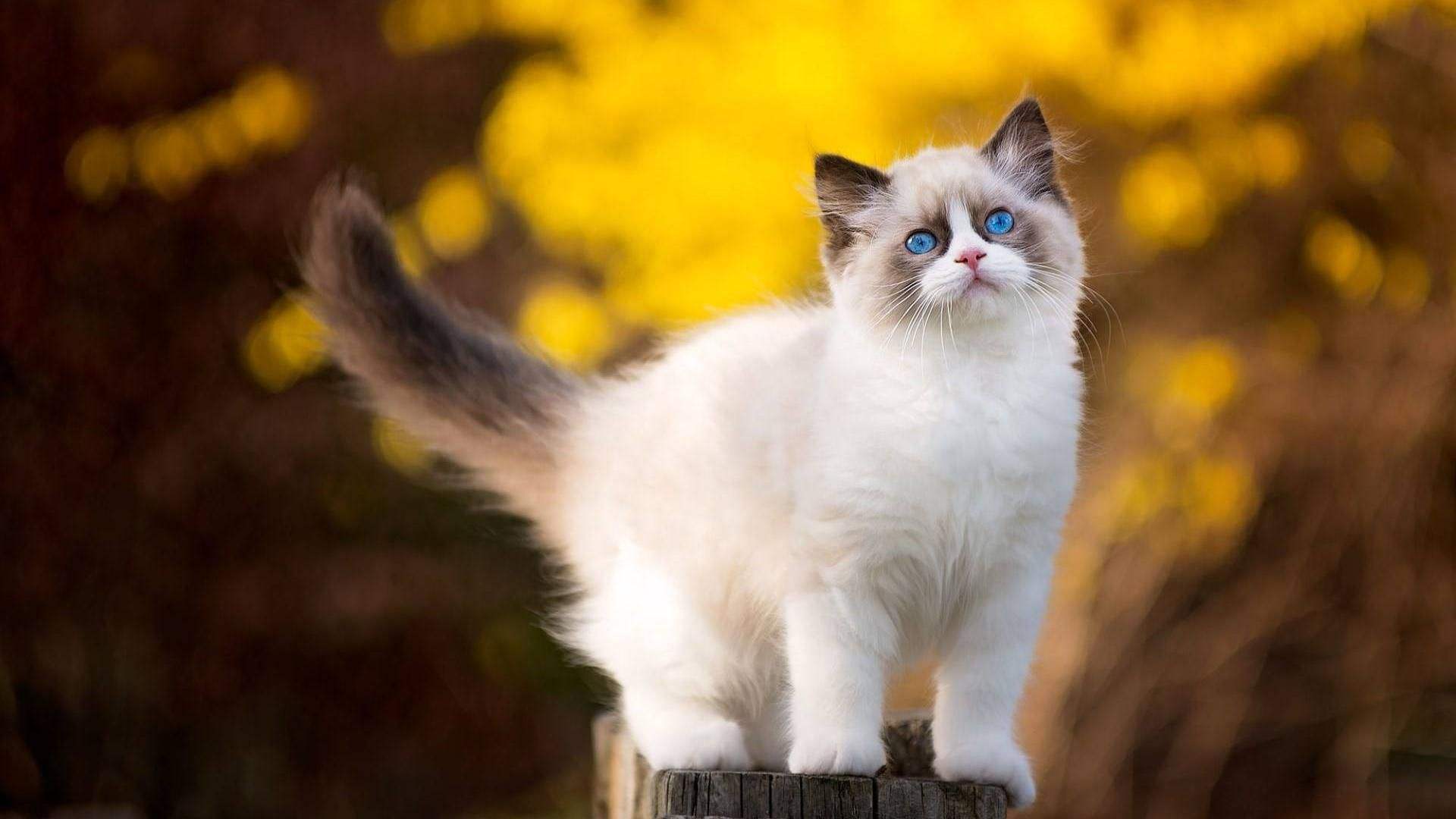 十二星座有着不同的性格,这些猫咪非常适合他们!