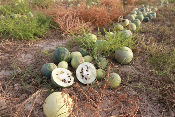 吃了20多年西瓜子才知道是这么来的很多人不懂看完长知识