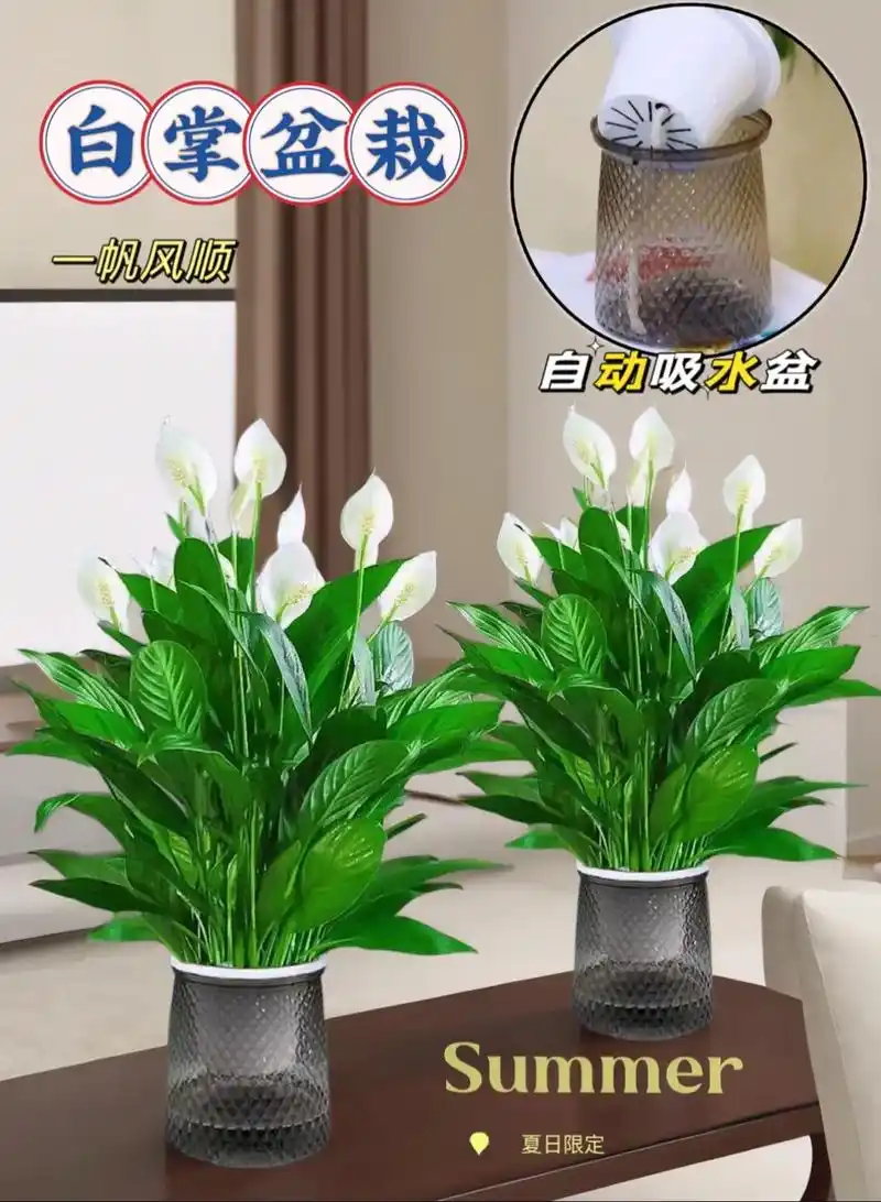 盆景 盆栽 植物 1242_1696 竖版 竖屏