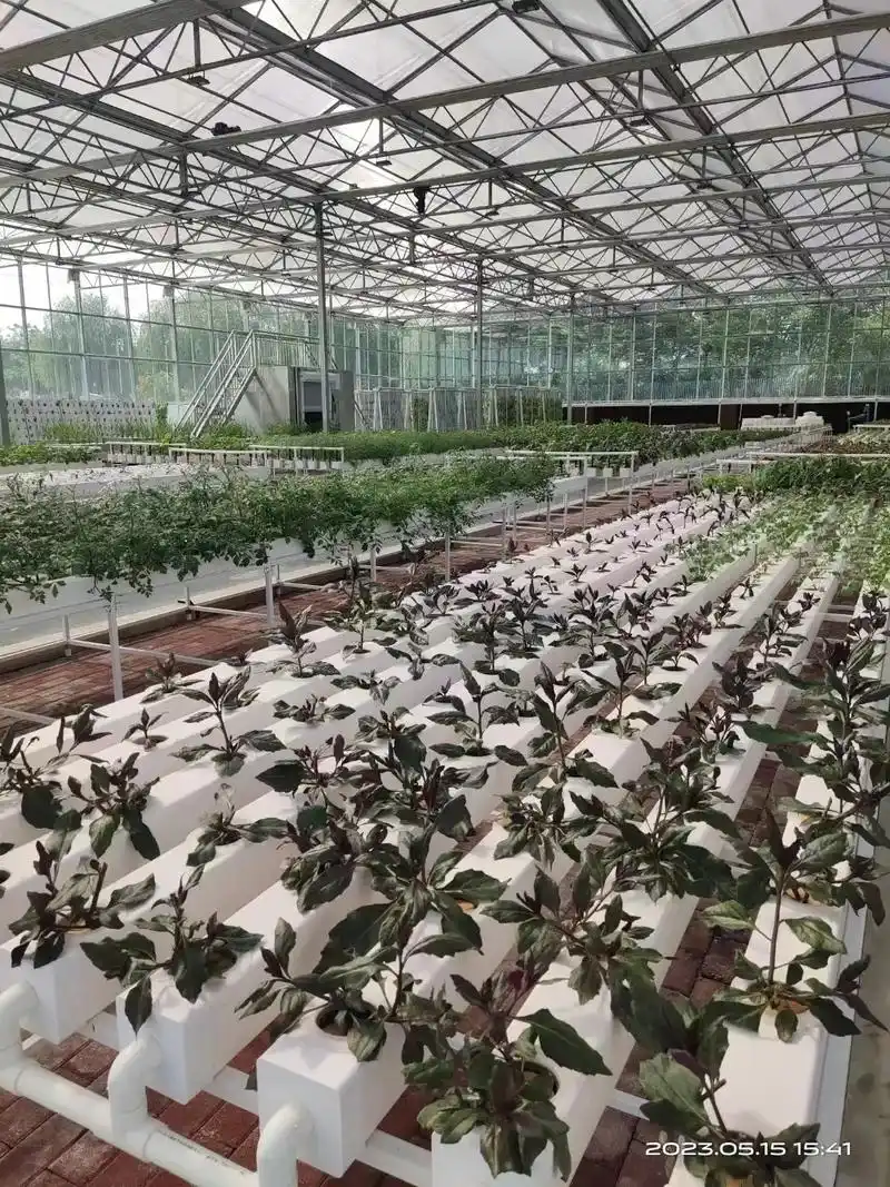 看看我们武汉温室项目的无土栽培蔬果.