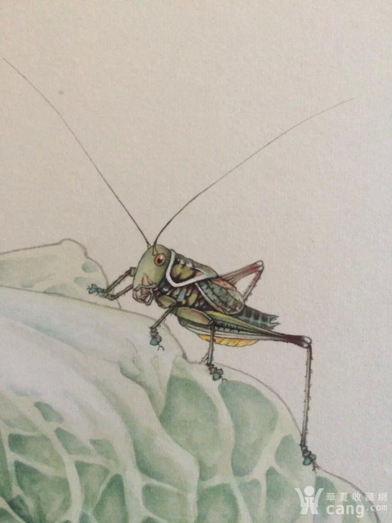 河北画家孙乾(白菜蝈蝈)