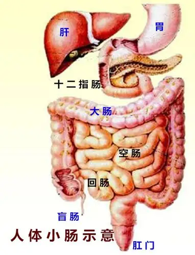 《肠道挤揉简易健身操》防,治中老年便秘的捷径