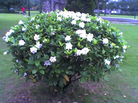 font color=red>栀子 /font>树