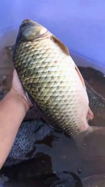 你见过的最大的鲫鱼是多少斤?