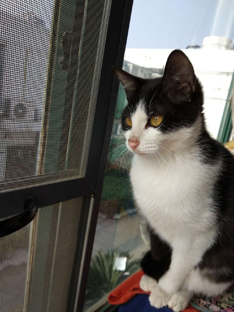 漂亮的"黑猫警长".家里喂养的两只猫一黄像虎,一黑像熊猫.