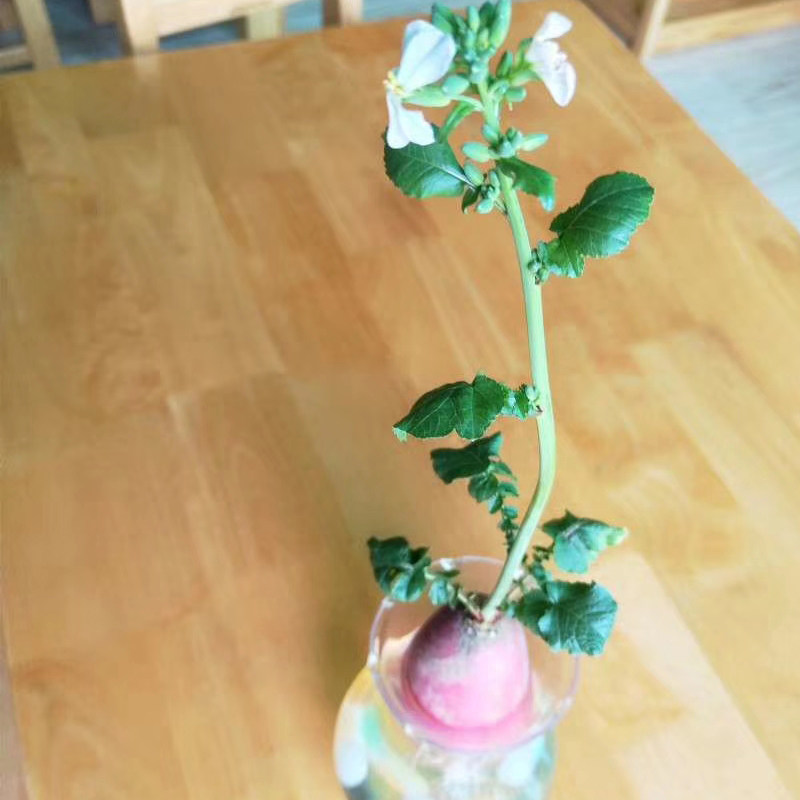 萝卜红皮盆栽水培绿植蔬菜菜苗土培幼儿园植物绿植