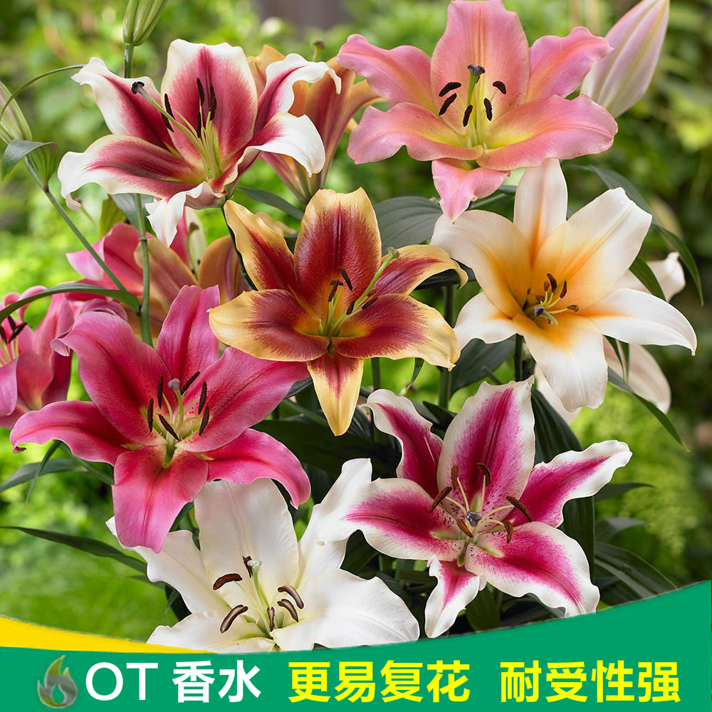 鲜花店经典香水百合品种东百希浓香花卉进口阳台盆栽庭院种包活