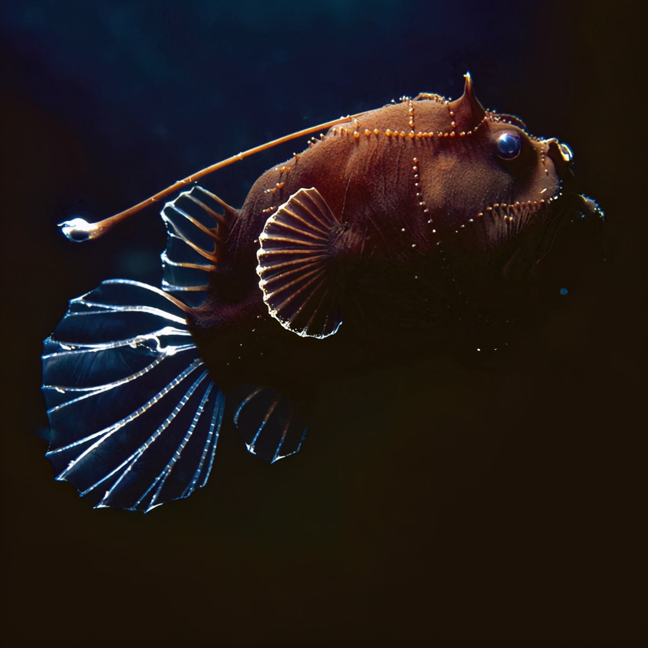 30张看完全身发抖的照片,随手捡的木棍竟然是蛇,比蛇还大的蝗虫