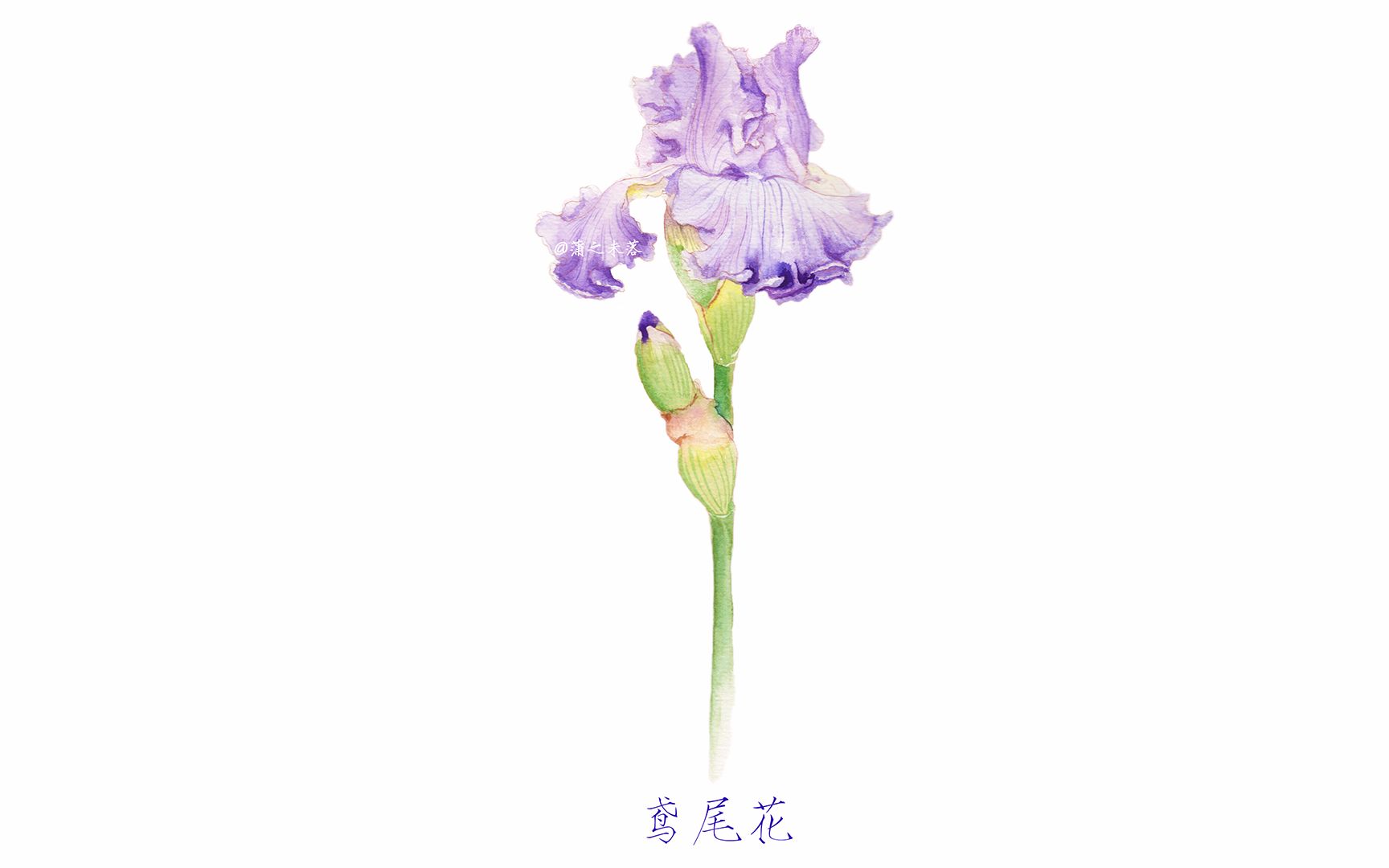 水彩手绘—鸢尾花 超详细视频教程,零基础小白也能学得会
