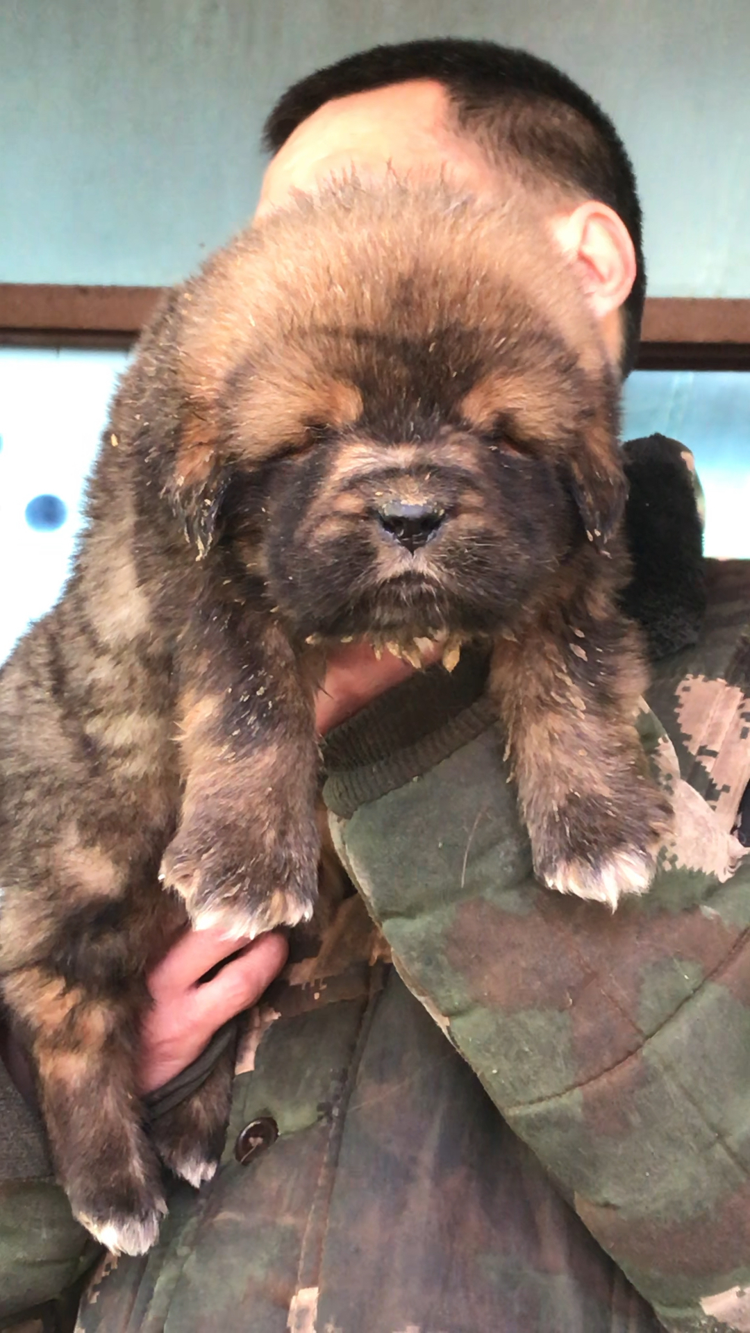 一窝中最虎的小藏獒仔仔 满月啦