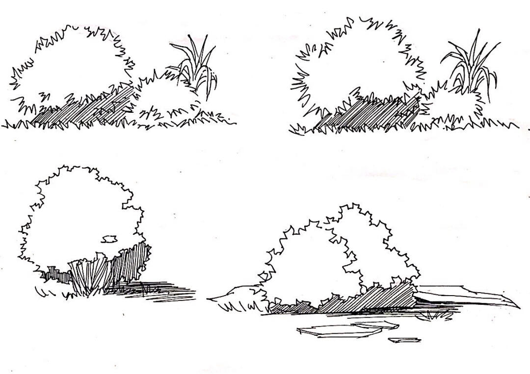 小黑薛的手绘灌木