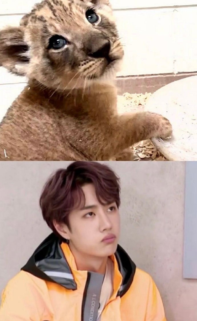 王一博和豹子的适配度,奶拽奶拽的王一豹队长!