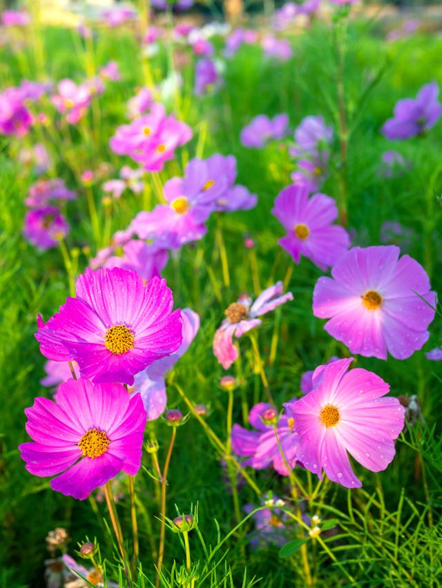 如何根据格桑花的生态习性选择合适的生长环境