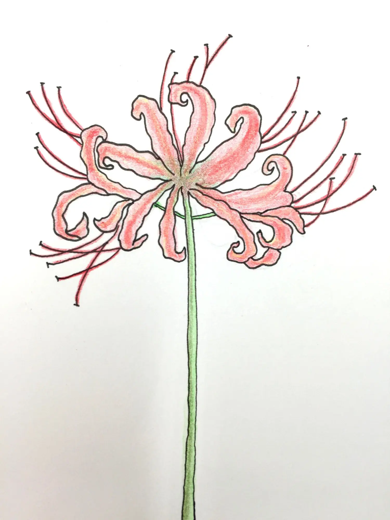 每日一练46:彼岸花(含步骤) - 简书