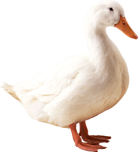 这是一只侧面的鸭子素材为png图片,免扣背景素材,透明背景,直接    另