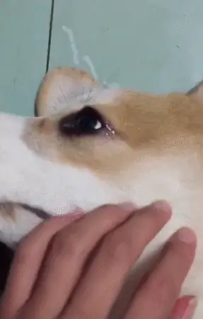 原创玻璃心的柯基,被主人大声呵斥两句后,竟伤心流泪,咋安慰都没用!