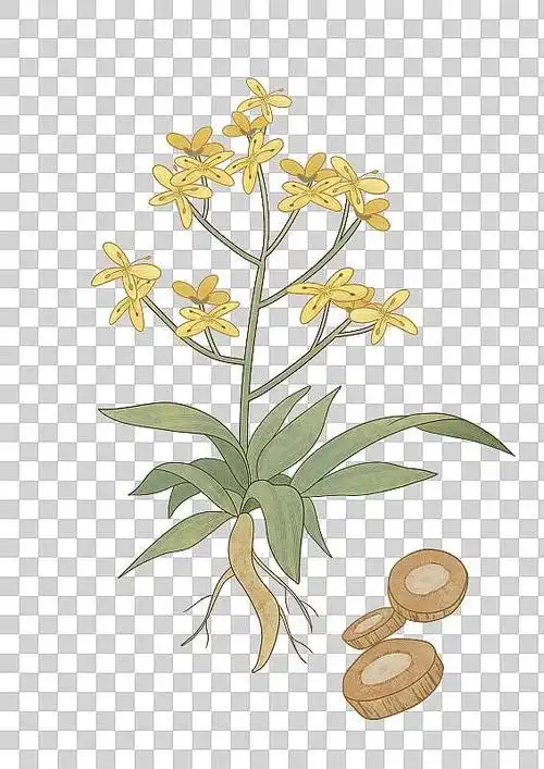 板蓝根插画下载