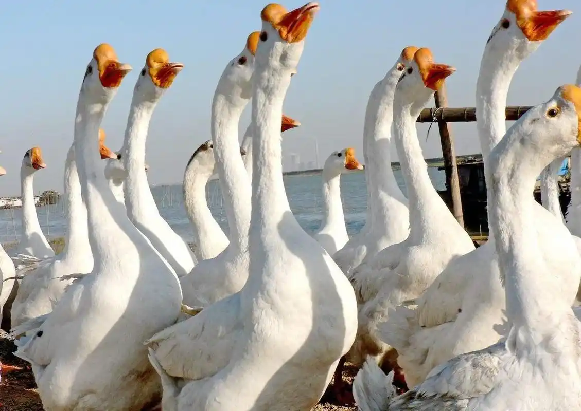 散养鹅的饲养与管理