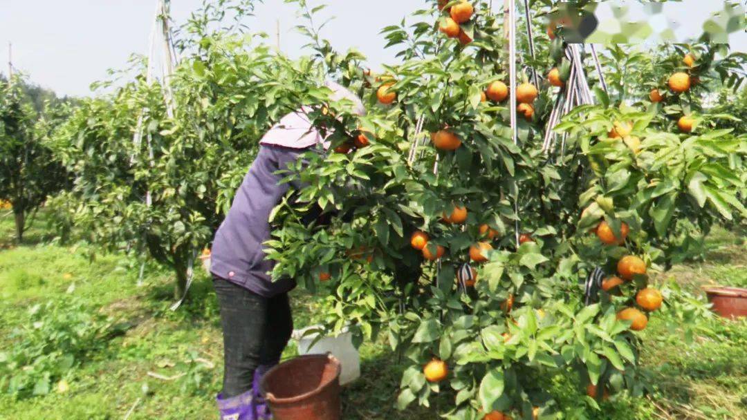 环江一基地正式开园收果_沃柑