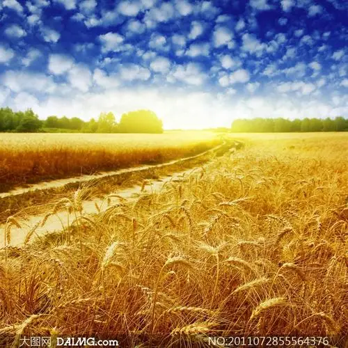 知青记事(七)麦收印象 .纪念知青商水县插队43周年而作