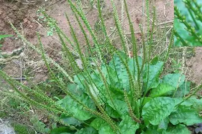 车前草有各种功效,但在使用时,还是要注意这几种禁忌