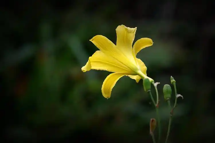 花卉,鲜花,花朵,萱草花,萱草,植物花卉黄色萱草花图