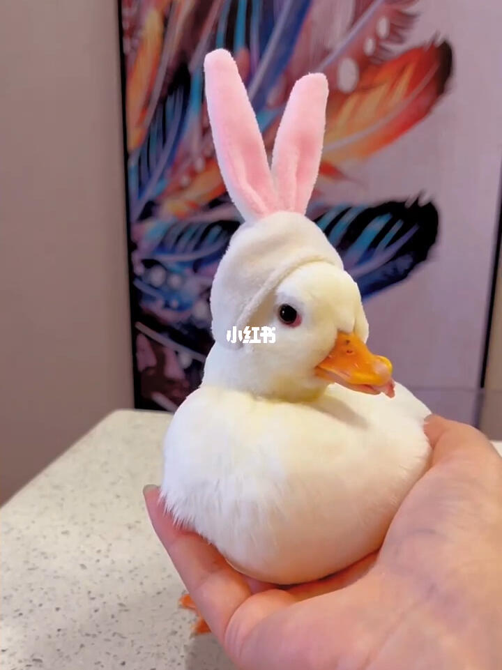 这么可爱的柯尔鸭值多少钱