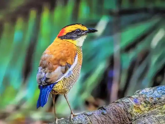 难得一见的世界珍稀鸟类摄影展