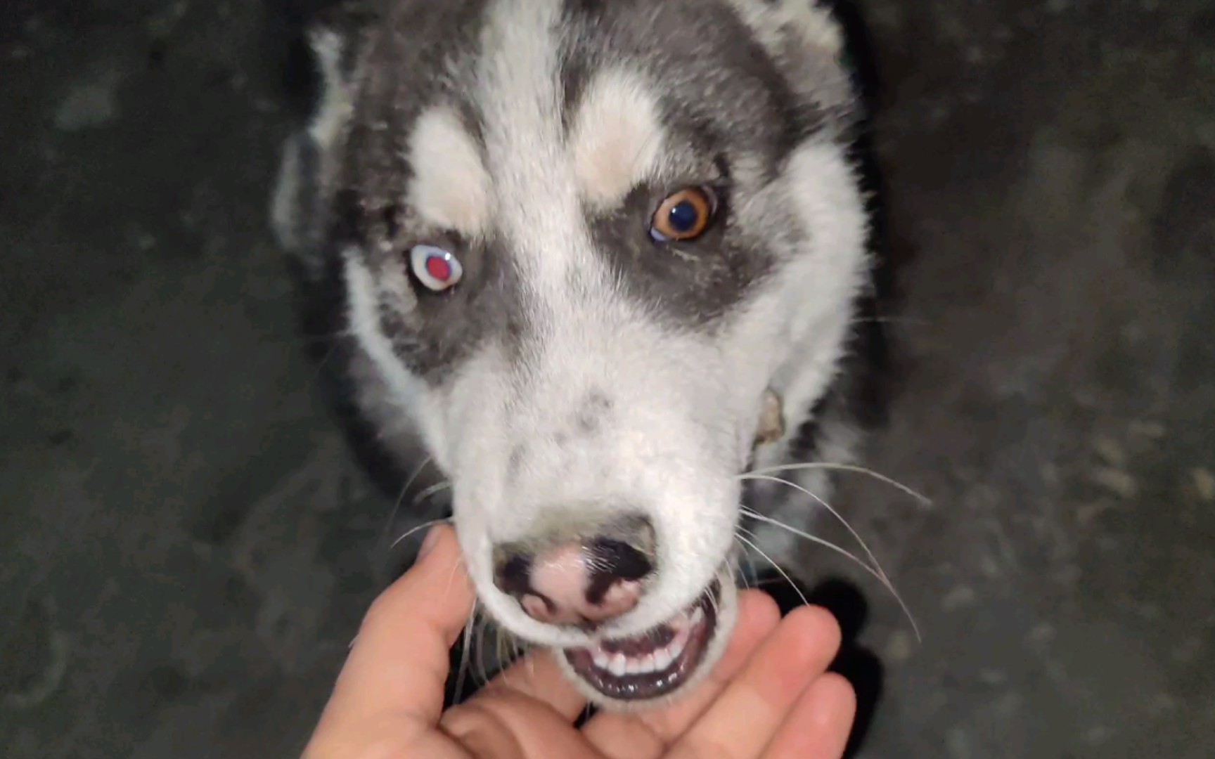 红眼二哈你看我红色眼睛好看不用智商换的