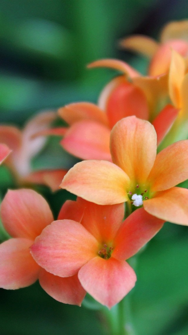橙色小花,花瓣 iphone 壁纸