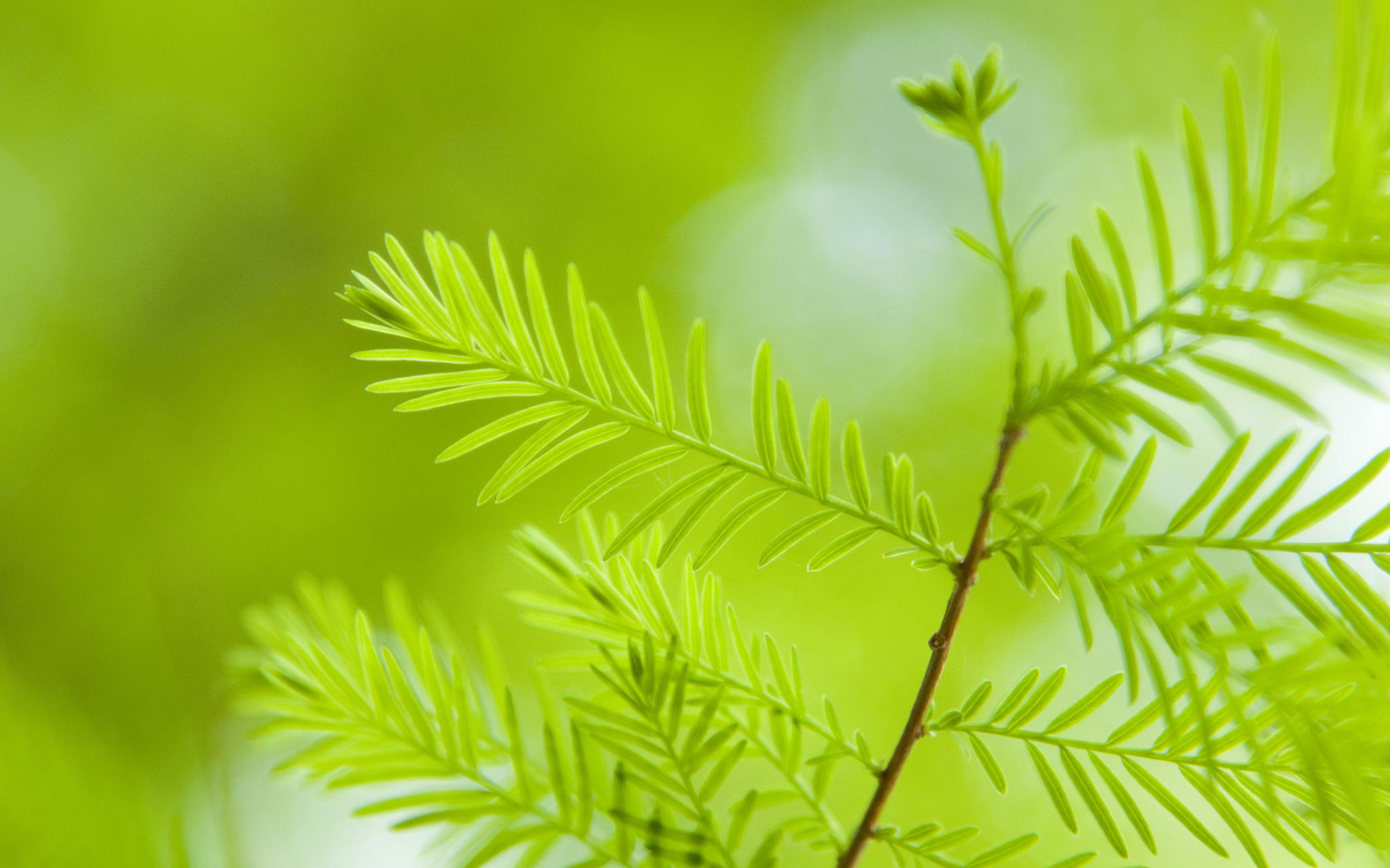 小清新养眼的绿色植物护眼桌面壁纸高清 第二辑