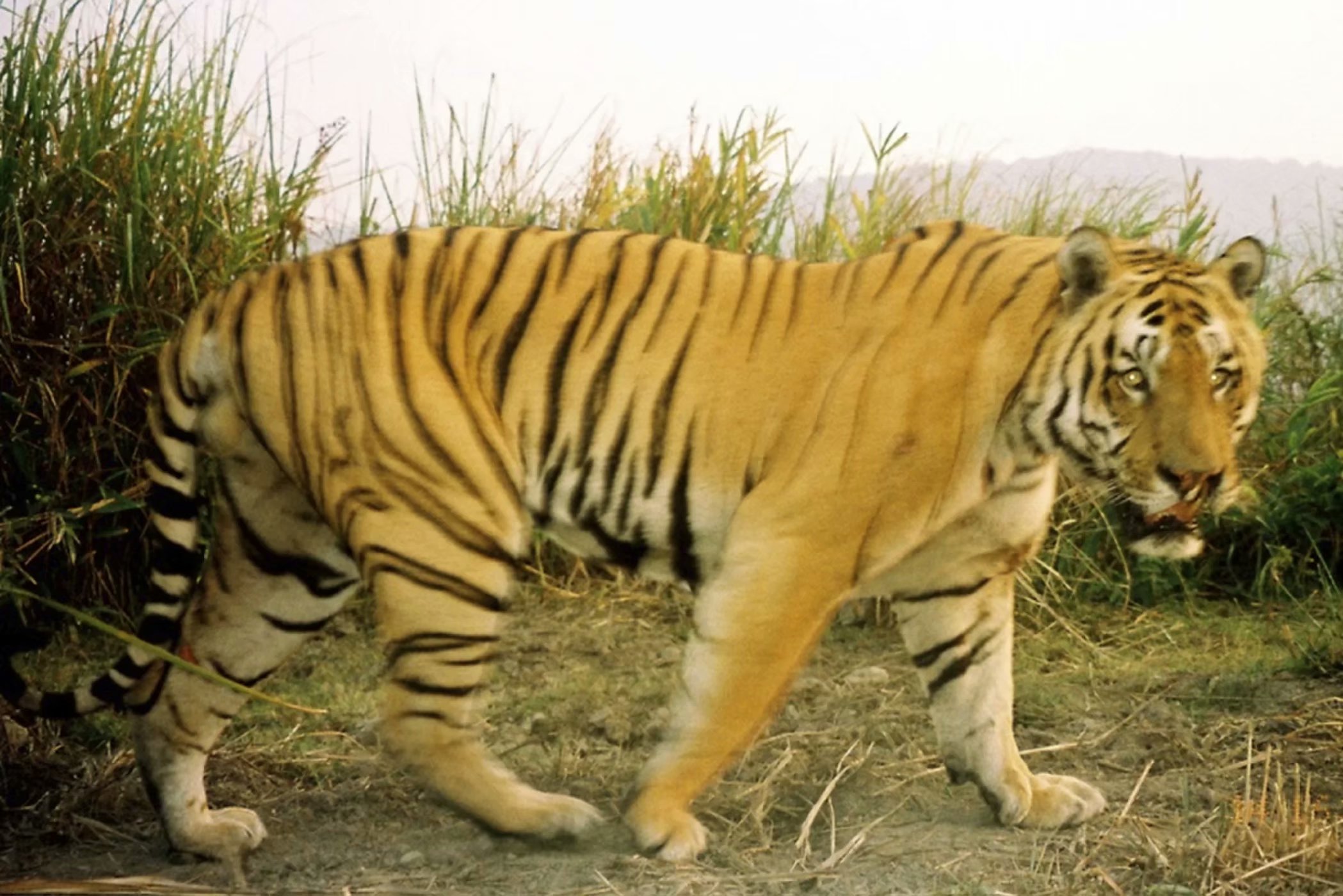 卡齐兰加的老虎图集领略下全世界最大的野生大猫种群上