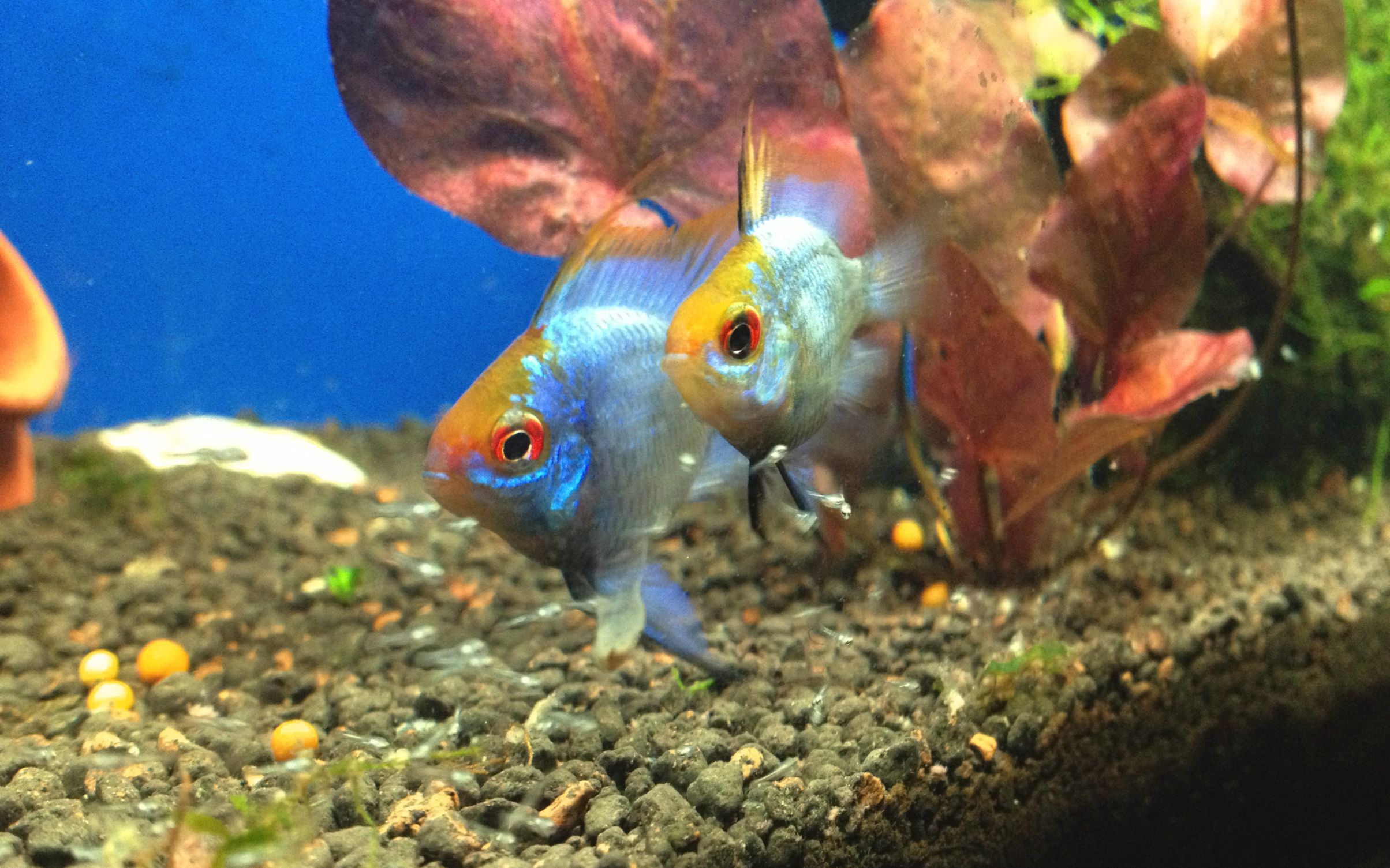 宝蓝凤凰阿凡达