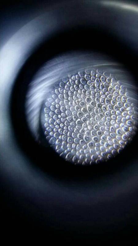 什么是蹄子料犀牛角手串