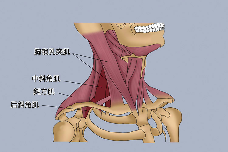 胸锁乳突肌,斜方肌位置图
