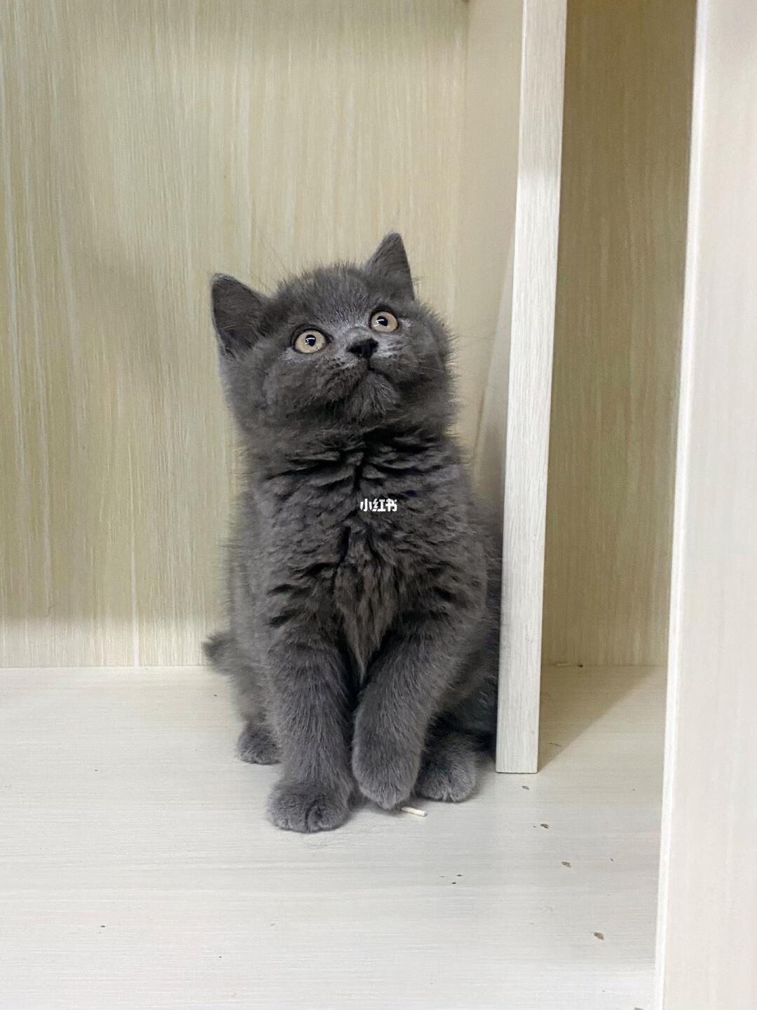 包子脸小蓝猫杭州杭宠天下大型猫舍犬舍