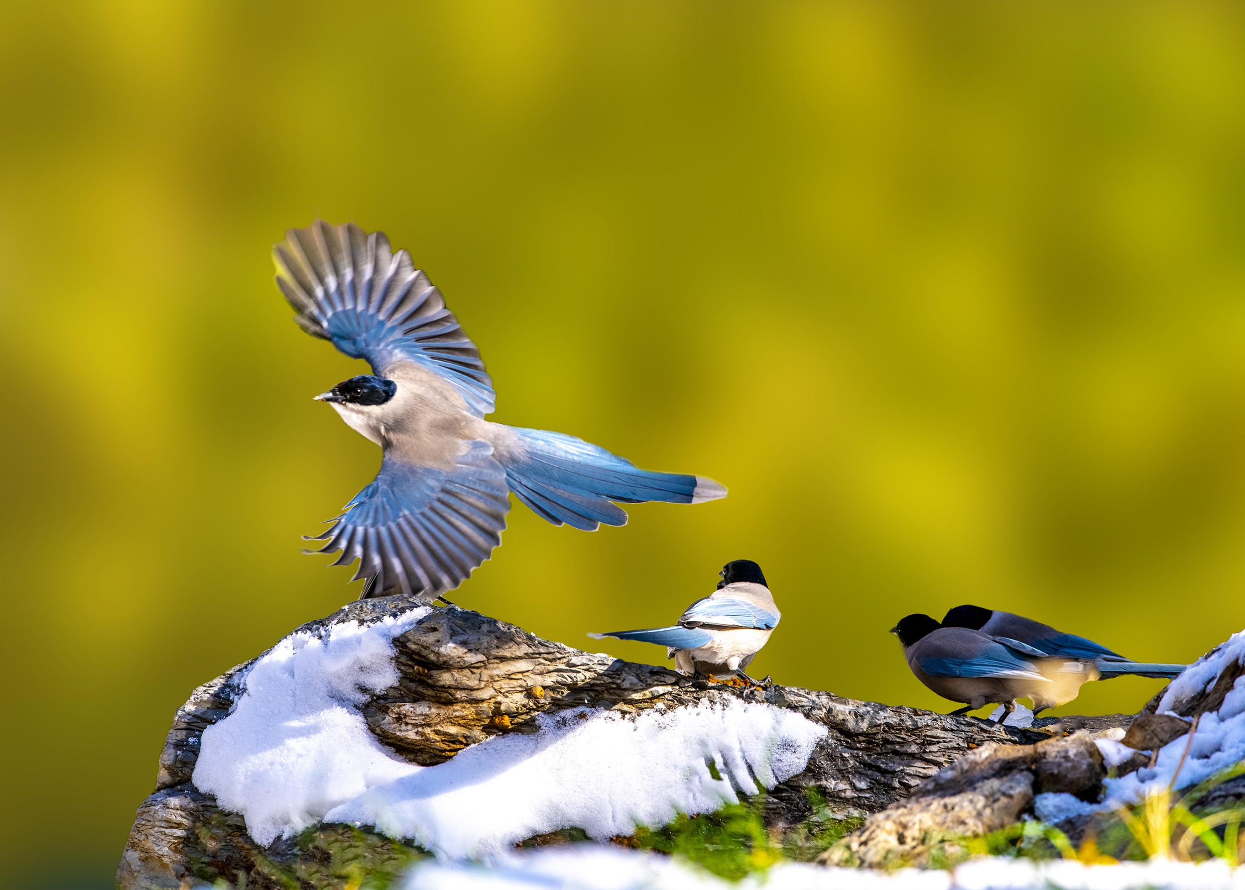 展翅飞翔-鸟类摄影-光影中国网-36.01ny.cn - powered by discuz!