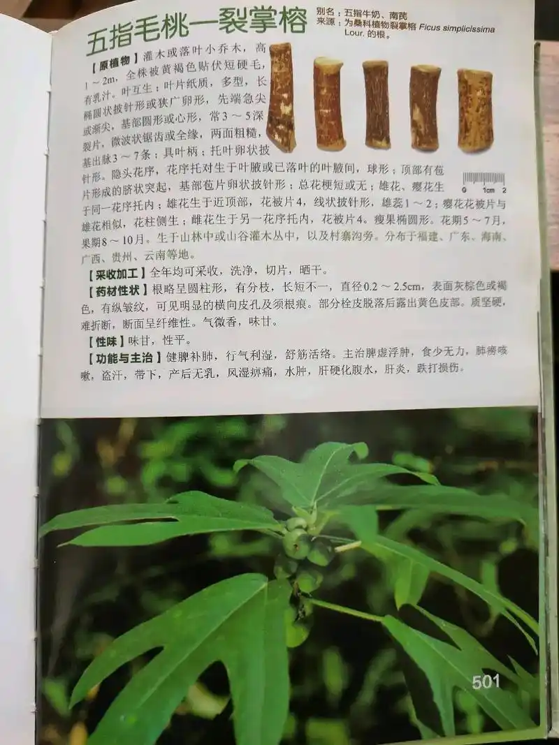 中草药图片功效 - 抖音