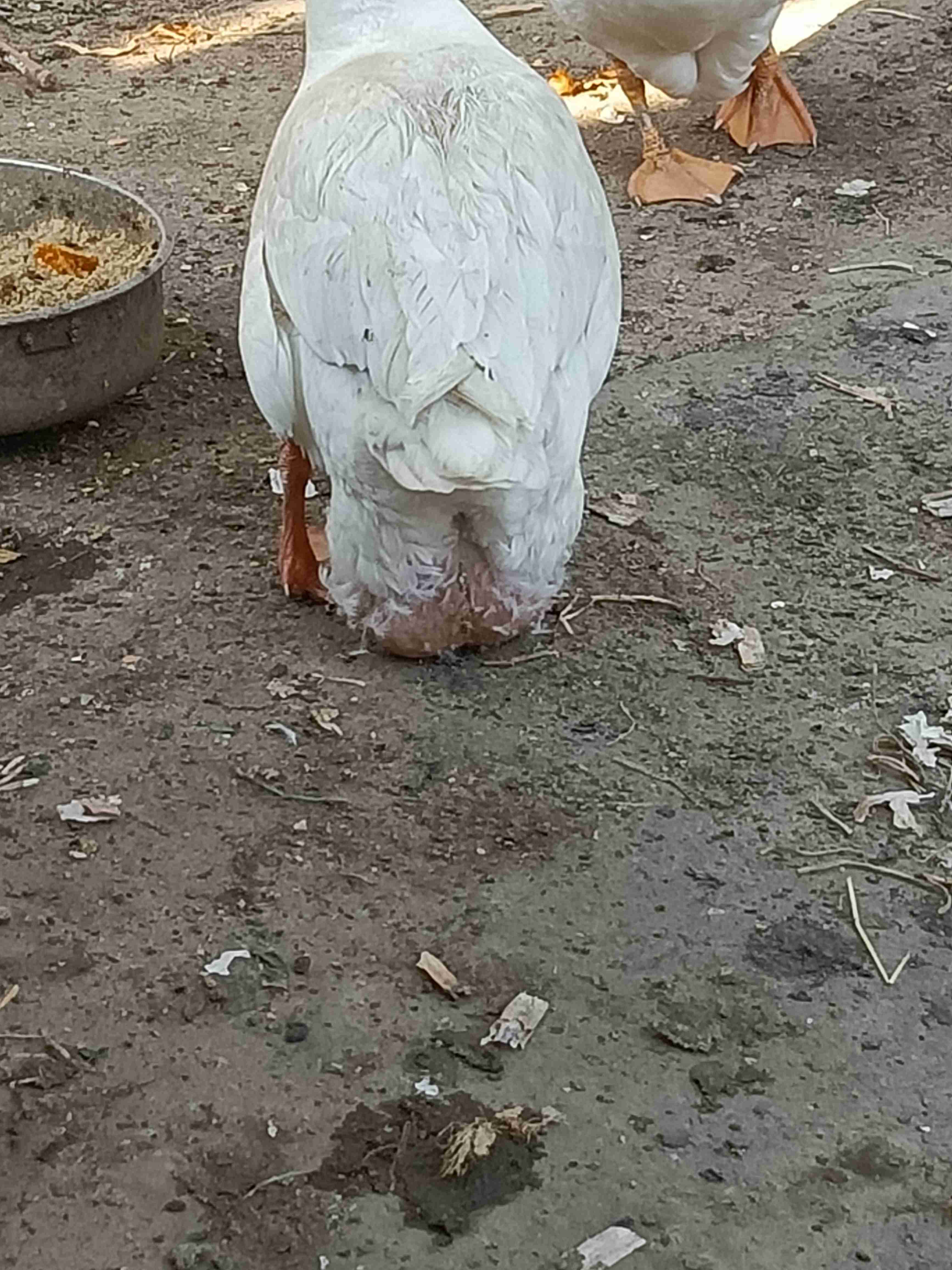 鹅屁股下面长了一个大包