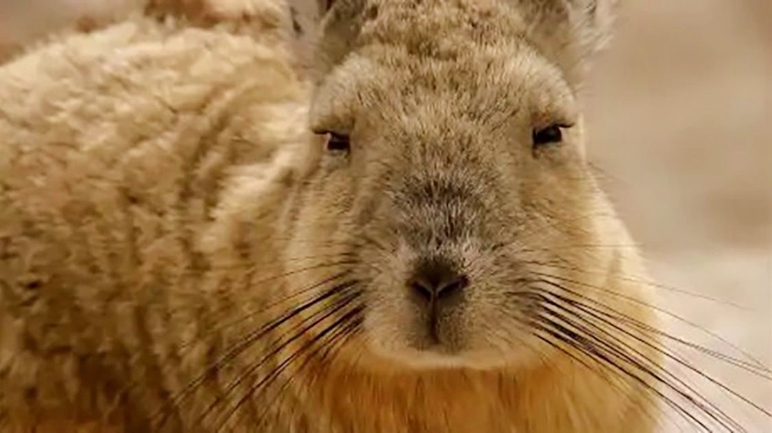 兔子界颜值最丑一双鄙视的小眼睛