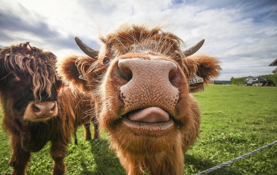 迷之可爱!动物露鼻孔拍照承包一天笑点
